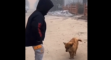 Horon oynayan köpek sosyal medyada gündem oldu (videolu)