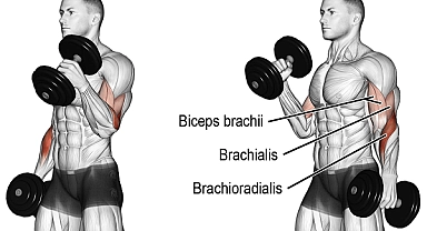 "Hummer Biceps Curl: İleri Seviye Bir Biceps Egzersizi"