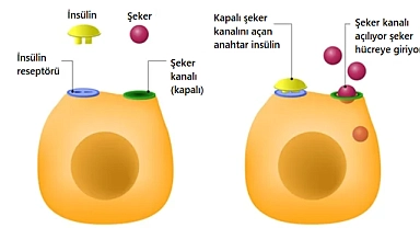 İnsülin Direnci: Tanımı, Etkileri ve Sporcular İçin Önemi
