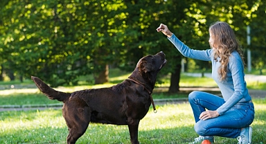 Köpek eğitiminde ödül yöntemi