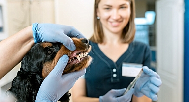 Köpeklerde diş sağlığı