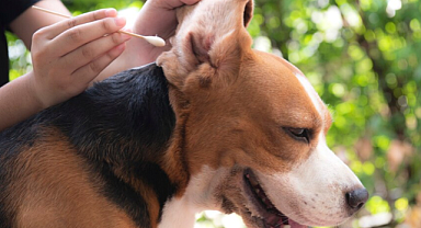Köpeklerde kulak temizliği ve bakımı