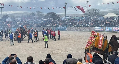 Geleneksel Ayvacık Deve Güreşi Festivali ilgi gördü