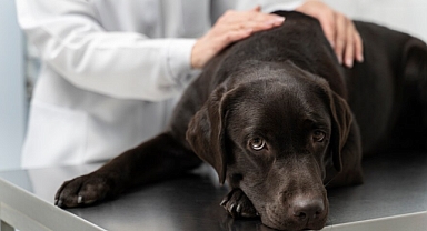Köpeklerde ateşlenme ve tedavisi