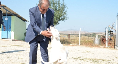 Mustafa Özacar'dan yaşamını yitiren köpeklerle ilgili açıklama