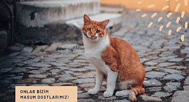 Eceabat Belediyesi'nden sokak hayvanlarına destek çağrısı