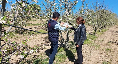 İl Tarım ve Orman Müdürlüğü bitki hastalık ve zararlı takibi gerçekleştirdi