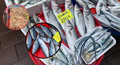 CUMPA güncel balık fiyatları ne durumda?