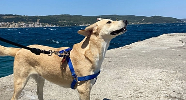 Onlar da bunaldı!