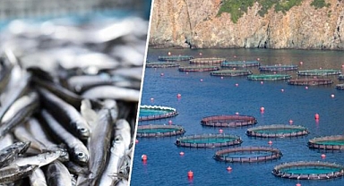 Su ürünleri üretiminde Cumhuriyet rekoru