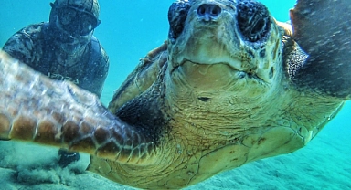 Ünlü dalgıçın caretta caretta sevgisi