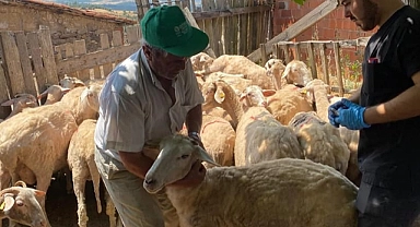 Bayramiç'te küçükbaş hayvanlarda aşılama ve küpeleme