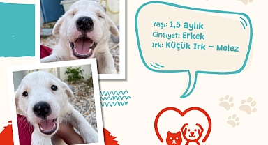 Can dostlarımıza yuva olur musun?
