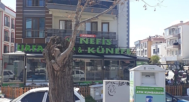 Çanakkale Belediyesi’nden yeni ağaçlandırma çalışmaları