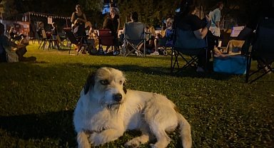 Çanakkale’de hayvan hakları için gece boyu direniş