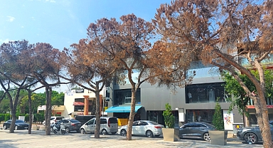 Cumhuriyet Meydanı yeni ağaçlarına kavuşacak