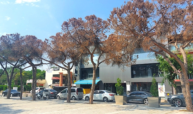 Cumhuriyet Meydanı yeni ağaçlarına kavuşacak