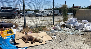 Fevzipaşa Mahallesi'nde köpek kurşunlanarak öldürüldü