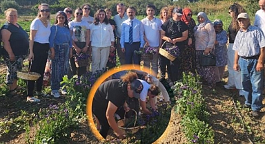 Halileli Köyünde süs bitkileri hasat edildi