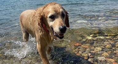 Köpeklerde deniz sonrası bakım
