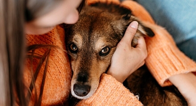 Köpeklerde gözyaşı temizliği