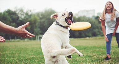 Köpeklerde oyunun önemi