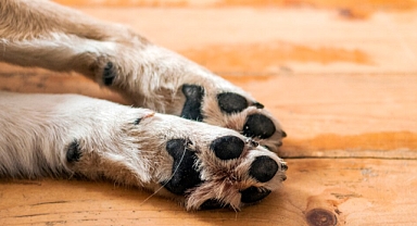 Köpeklerde pati bakımı