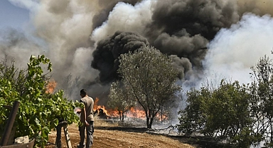 Yunanistan'ın Mora Yarımadasındaki yangın zeytinlik alanları tehdit ediyor