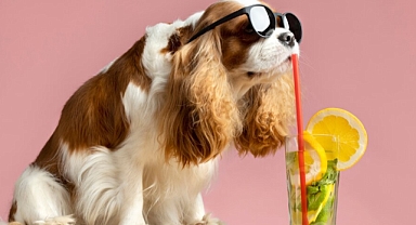 Sıcak yaz günlerinde köpeğiniz için serinletici atıştırmalıklar