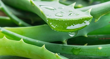 Aloe vera nedir, faydaları nelerdir?