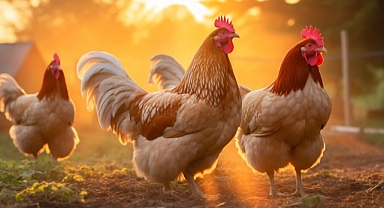 Kahve falında tavuk görmek
