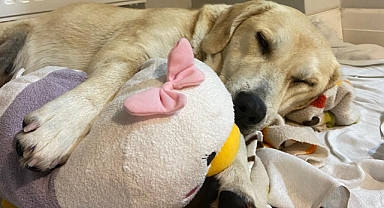 Köpekler rüya görür mü?