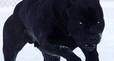 Köpekler ve evcilleştirme süreci