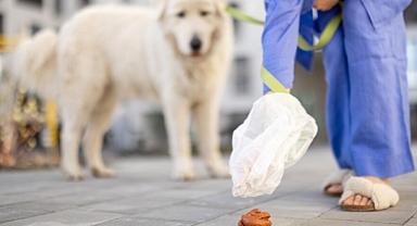 Köpeklerde dışkı kontrolü