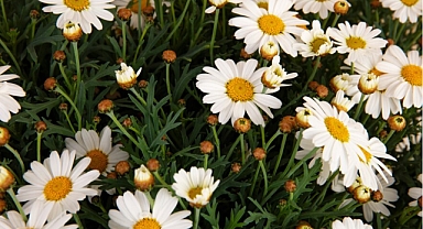 Papatya ile saç açma