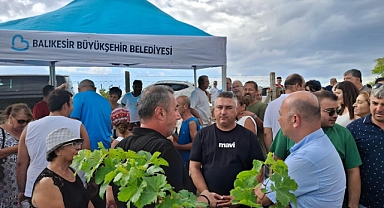 Avşa Adası’nda üzüm hasadı gerçekleşti