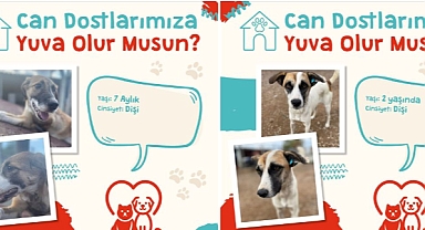 Çanakkale Belediyesi'nden sokak hayvanlarına yuva çağrısı