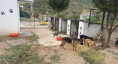 Küçükkuyu Belediyesi’nden sokak hayvanlarına destek