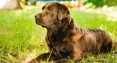Labrador Retriever cinsi köpeklerin özellikleri