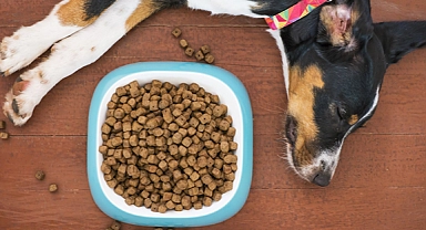 Evde köpeklere özel doğal ve sağlıklı yaş mama tarifi