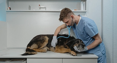 Köpekler neden kulaklarını sallar ve kaşınır?