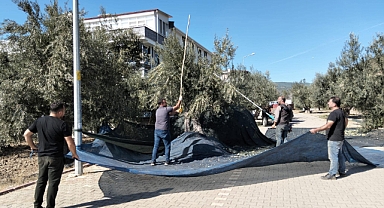 Küçükkuyu'da zeytin hasadı sezonu başladı