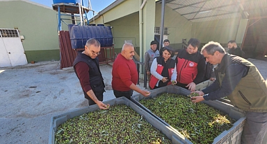 Pıtıreli Köyü'nde zeytin hasadı ziyareti