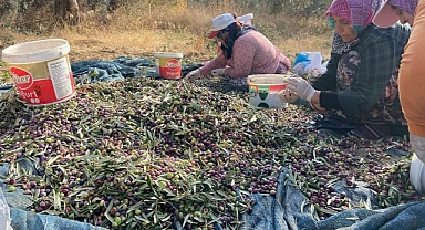 Ayvacık’ta zeytin hasadı tamamlandı