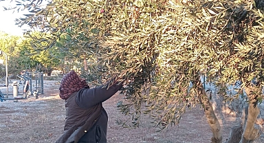 Bayramiç'te toplanan zeytinler aşevinde kullanılıyor