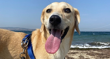 Bugün Dünya Prenses Günü: Her Çocuğun İçindeki Prensesi Kutlayalım!