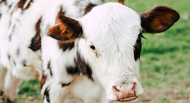 Buzağı-malak desteklemesi başvuruları için son tarih 2 Aralık