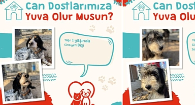 Çanakkale Belediyesi'nden patili dostlara yuva çağrısı