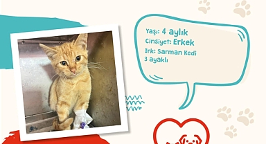Çanakkale Belediyesi'nden sokak hayvanlarına yuva çağrısı