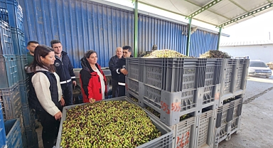 Ezine'de zeytin incelendi